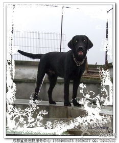 鯊魚寵物服務中心 成都寵物行業(yè)的網絡與信息安全軟件開發(fā)